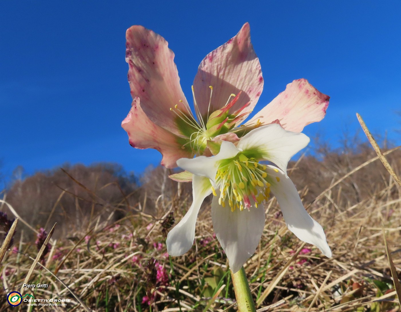 20 Helleborus niger (Elleboro) verso la fruttescenza.JPG